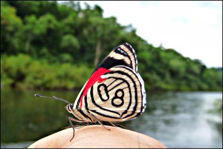 Itinerarios por la Selva Misionera (Argentina): Salto escondido, Moconá, Iguazú