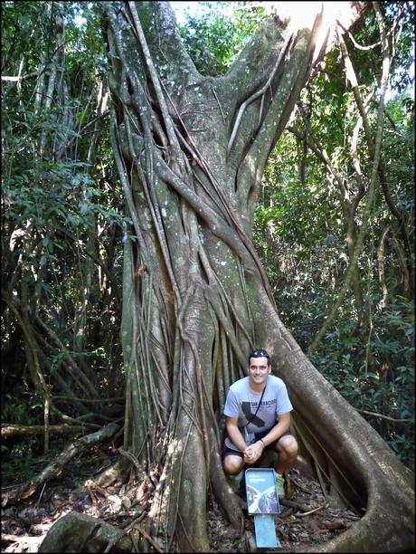 Itinerarios por la Selva Misionera (Argentina): Salto escondido, Moconá, Iguazú