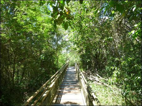 Itinerarios por la Selva Misionera (Argentina): Salto escondido, Moconá, Iguazú