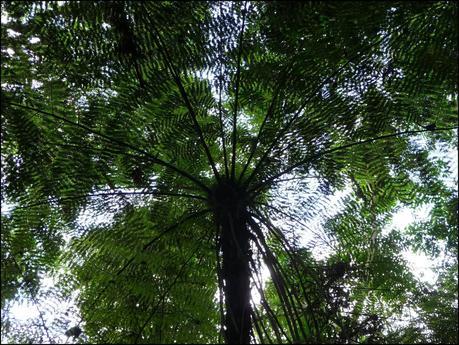 Itinerarios por la Selva Misionera (Argentina): Salto escondido, Moconá, Iguazú