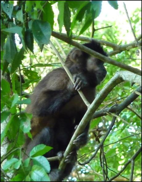 Itinerarios por la Selva Misionera (Argentina): Salto escondido, Moconá, Iguazú