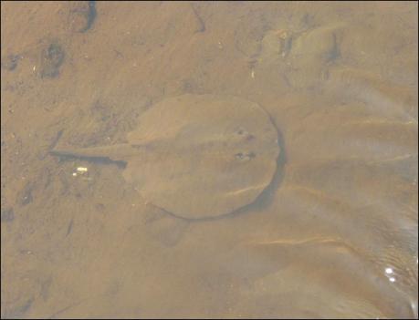 Itinerarios por la Selva Misionera (Argentina): Salto escondido, Moconá, Iguazú