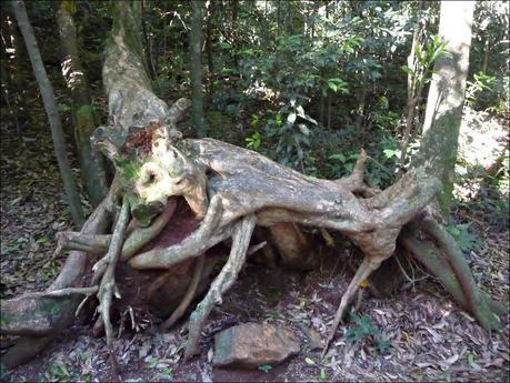 Itinerarios por la Selva Misionera (Argentina): Salto escondido, Moconá, Iguazú