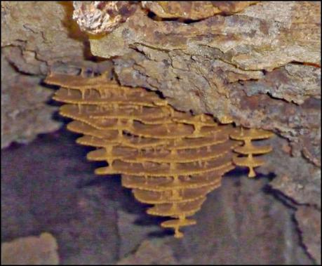 Itinerarios por la Selva Misionera (Argentina): Salto escondido, Moconá, Iguazú