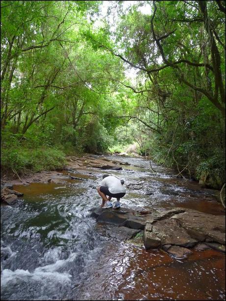 Itinerarios por la Selva Misionera (Argentina): Salto escondido, Moconá, Iguazú