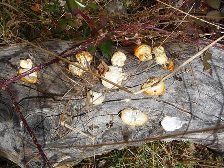 Mosqueruela - Las Truchas