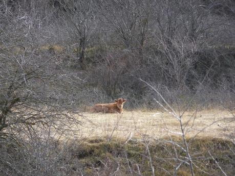 Mosqueruela - Las Truchas