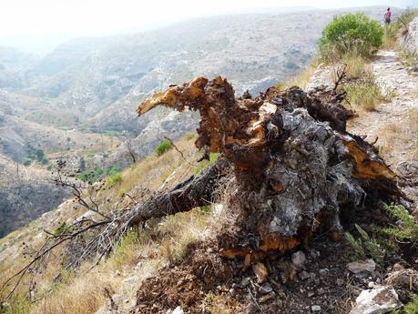 Rondando el Pou Clar