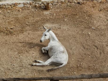Rondando el Pou Clar