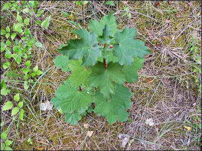 Salto de la Novia de Cirat con Los K2 de las Kumbres