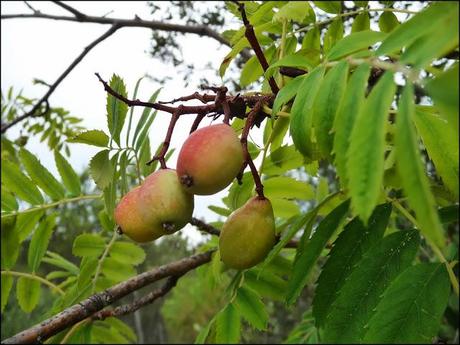 Salto de la Novia de Cirat con Los K2 de las Kumbres