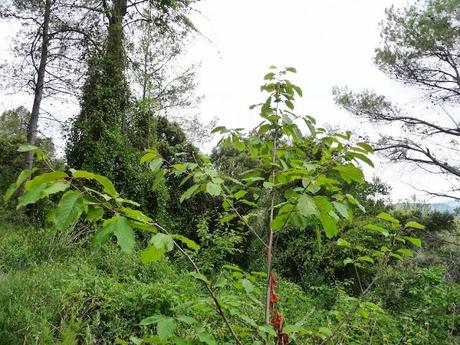 Salto de la Novia de Cirat con Los K2 de las Kumbres