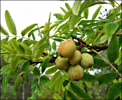 Salto de la Novia de Cirat con Los K2 de las Kumbres