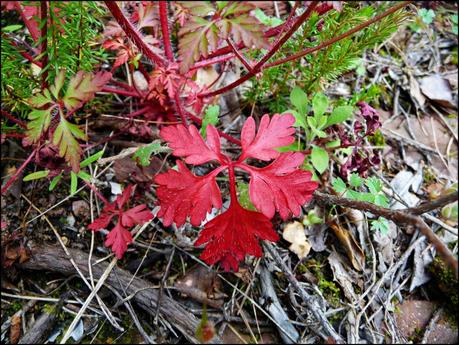 Las Pozas del Barranco de Las Salinas de Cirat