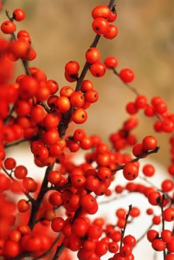 Ardisia, una planta para decorar en Navidad