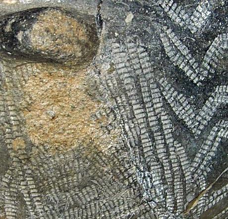 La cerámica cardial:  sobre algunos aspectos técnicos de su decoración.