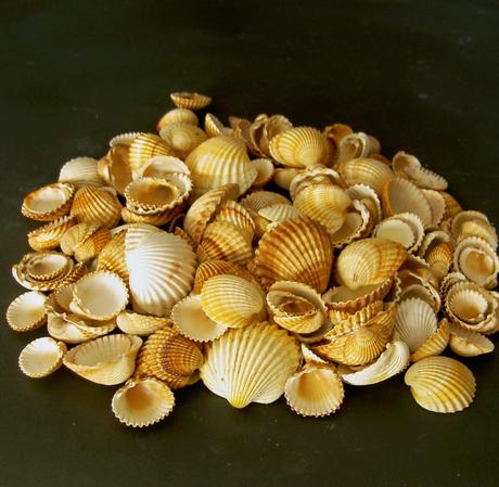 La cerámica cardial:  sobre algunos aspectos técnicos de su decoración.