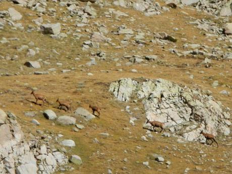 Rebecos en el Estany Negre de Carançà