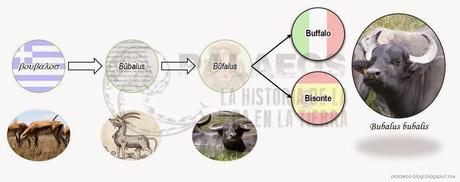 Bisontes vs Búfalos