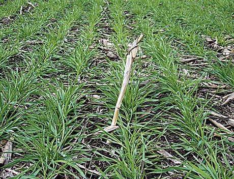 La siembra III: la cantidad