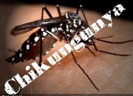 SEÑORA CHIKUNGUNYA O COMO SE LLAME...