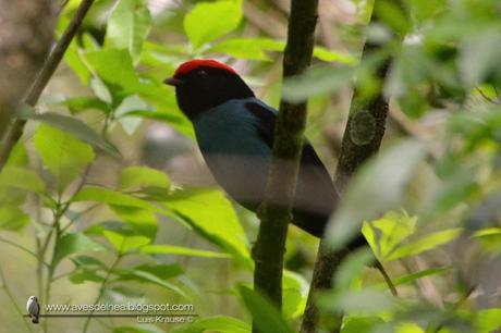 Bailarín azul (Swallow-tailed Manakin) Chiroxiphia caudata