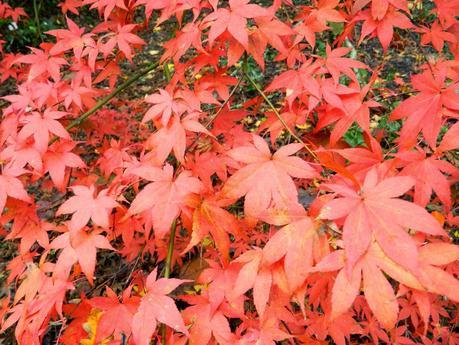 El jardín de La Saleta en Otoño, del 17-30 de noviembre de 2014. Saleta's Garden in Autumn, 17-30 november 2014.