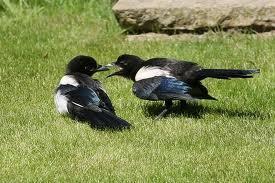 sueño con urracas o pica pica