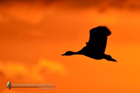 Sirirí pampa (White-faced whistling-Duck) Dendrocygna viduata