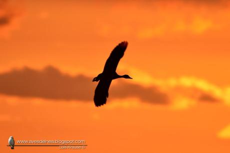 Sirirí pampa (White-faced whistling-Duck) Dendrocygna viduata