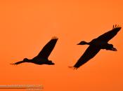 Sirirí pampa (White-faced whistling-Duck) Dendrocygna viduata