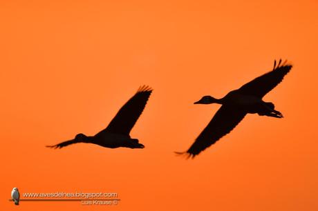 Sirirí pampa (White-faced whistling-Duck) Dendrocygna viduata