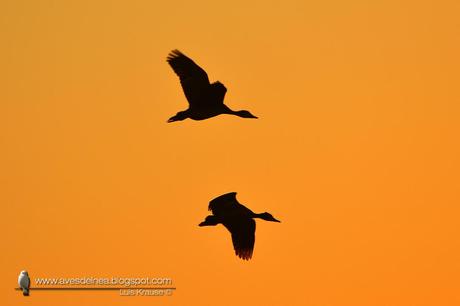 Sirirí pampa (White-faced whistling-Duck) Dendrocygna viduata
