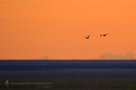 Sirirí pampa (White-faced whistling-Duck) Dendrocygna viduata