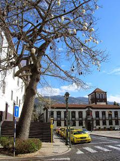 ceiba, Plaza Municipal, Praça do Municipio, Funchal, Madeira, Portugal, La vuelta al mundo de Asun y Ricardo, round the world, mundoporlibre.com