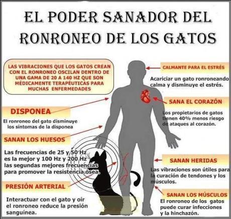 poder-sanador-ronroneo-gato-527x500