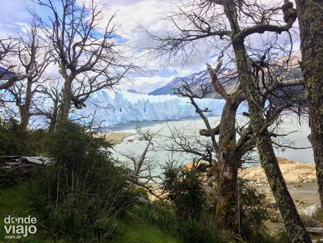 Caminata por el bosque frente al Glaciar