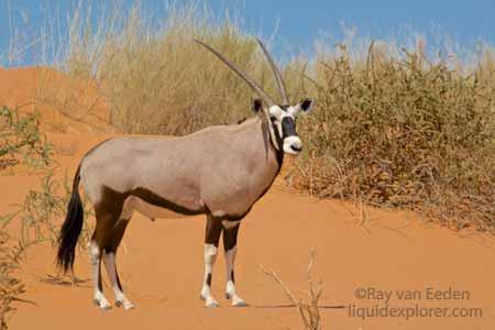 EL 2,5% del gasto militar salvaría la ecología del Orix