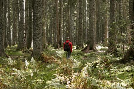 Una-persoa-pasea-por-el-bosque_54412779165_54028874188_960_639