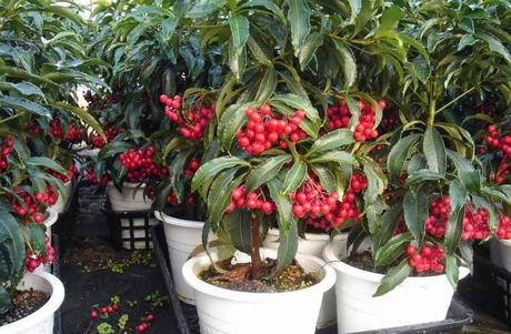 Plantas para Navidad