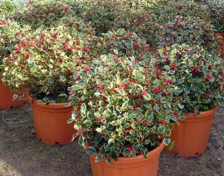 Plantas para Navidad