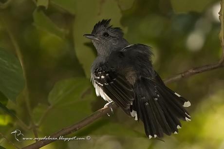 Choca Común (Variable Antshrike) Thamnophilus caerulescens