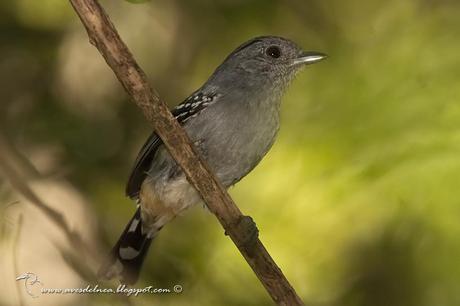 Choca Común (Variable Antshrike) Thamnophilus caerulescens