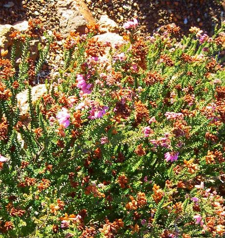 Minas de Riotinto y Nerva: geología desnuda, emporio tartésico de plata entre dehesas verdes.