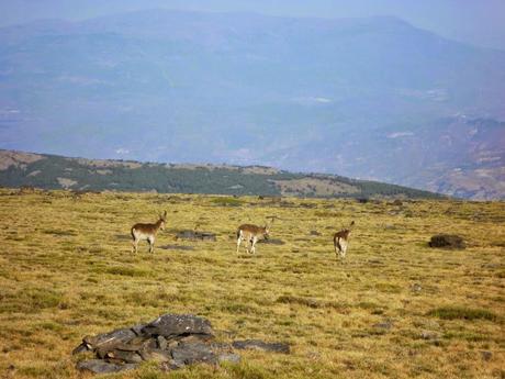 Cabras montesas en Sierra Nevada