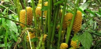 Beneficios del Jengibre Beneficios del Ajo