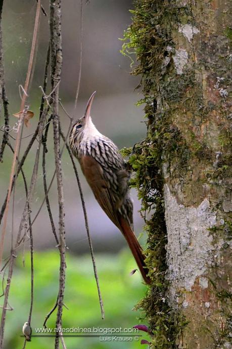 Chinchero escamado (Scaled Woodcreeper) Lepidocolaptes falcinellus