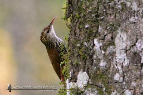 Chinchero escamado (Scaled Woodcreeper) Lepidocolaptes falcinellus