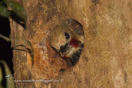 Carpintero copete amarillo (Blond-crested woodpecker) Celeus flavescens