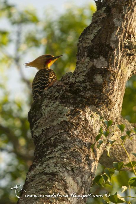 Carpintero copete amarillo (Blond-crested woodpecker) Celeus flavescens